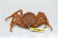 藏品(近親盾牌蟹)的圖片